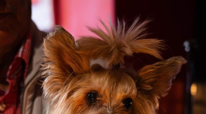 Una lección de vida a tu lado ¡Gracias Kiwi!