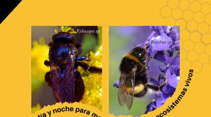 ¿Sabías estos datos sobre las abejas?