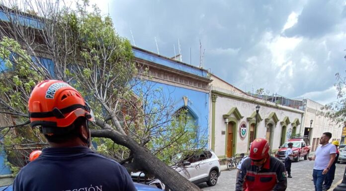 Atiende Protección Civil Municipal retiro de árbol caído en el Centro Histórico