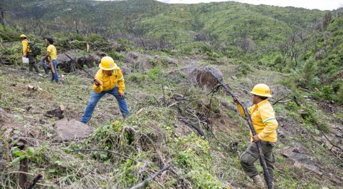 Realizan Coesfo y San Lucas Quiaviní jornada de recuperación de ecosistemas