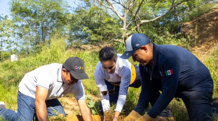 Reforesta Gobierno de Oaxaca 1.5 hectáreas del Área Natural Protegida en el Cerro del Fortín