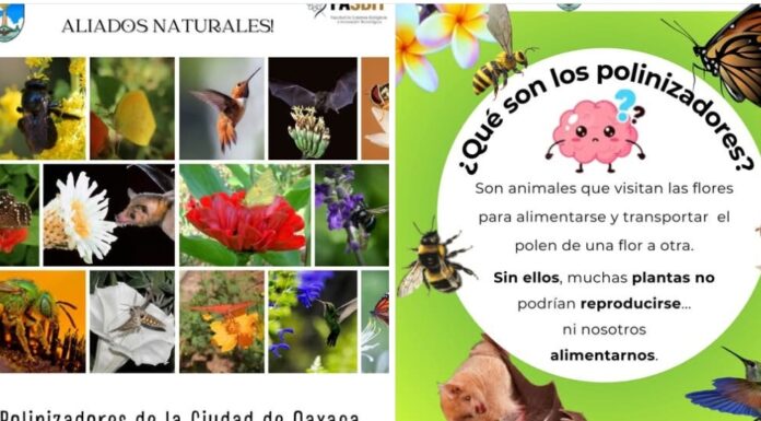 La Facultad de Sistemas Biológicos e Innovación Tecnológica (FASBIT) de la UABJO, ha implementado un Jardín para polinizadores