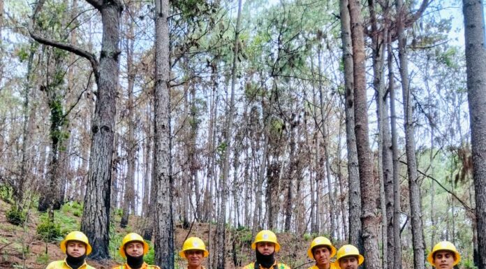 Con Reforesta Oaxaca 2025 se han atendido más de 9 mil hectáreas de ecosistemas forestales
