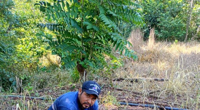 Dona Coesfo más de 8 mil árboles de Reforesta Oaxaca en San Juan Cotzocón