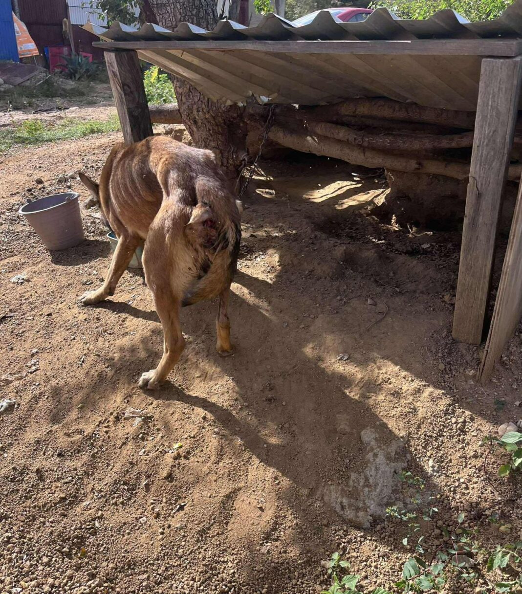 PERRITA NALA2