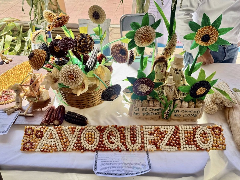 Realiza Sefader el concurso de la “Mazorca Decorada” en Valles Centrales-4