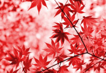 No te han abandonado