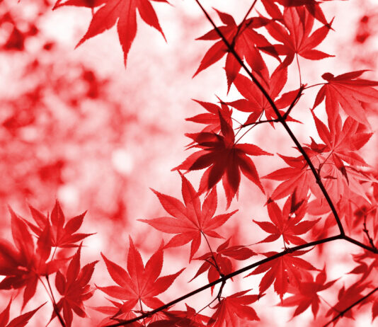 No te han abandonado