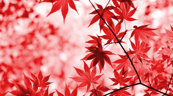 No te han abandonado