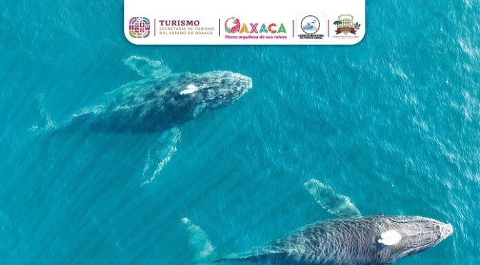 Puerto Ángel será sede de la primera edición del Ballena Fest 2025