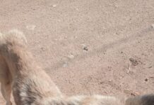 Fiscalía de Oaxaca atiende denuncia de crueldad animal y logra el recate de perros, gatos y patos de un domicilio en la región del Istmo