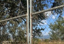 Fiscalía de Oaxaca amplía investigación por posible maltrato animal en predio de Tlalixtac; unidad especializada realiza diligencias