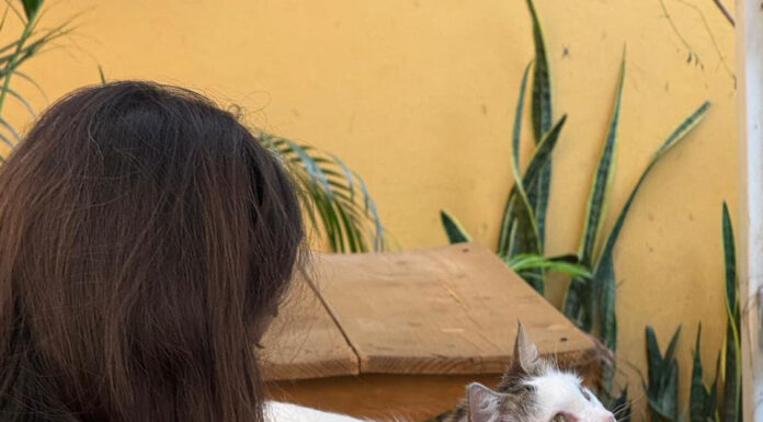 Ixu Cat Café: gracias por crecer con Maestro Tostador Coyote