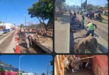 ⚠️ Atención a árbol caído