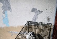 Fiscalía de Oaxaca rescata a dos perros tras denuncia por maltrato animal en la capital