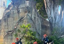 La Dirección de Protección Civil de Oaxaca de Juárez, realizó labores de poda y retiro de una rama que se desprendió de un árbol ubicado en el Jardín Socrates
