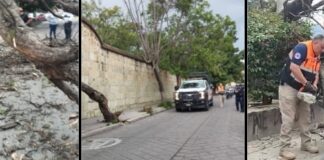 Protección Civil de Oaxaca de Juárez atiende reporte de árboles caídos