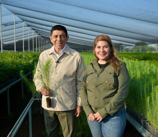 Con compromiso sustentable, Oaxaca hará equipo en la Jornada Nacional de Reforestación 2026