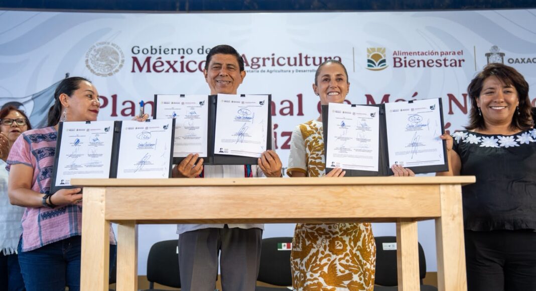 Con entrega de recursos, fortalece Claudia Sheinbaum política de Salomón Jara para protección del maíz nativo en Oaxaca