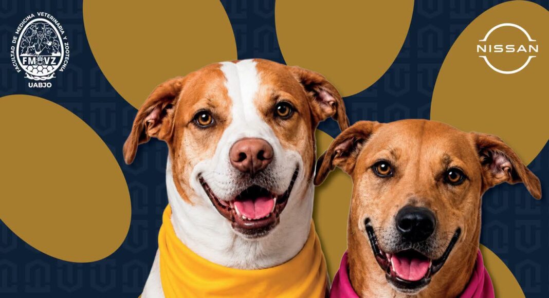 🐾 CONTINÚA NUESTRO PROGRAMA PERRUCHÓN 2026 🐾