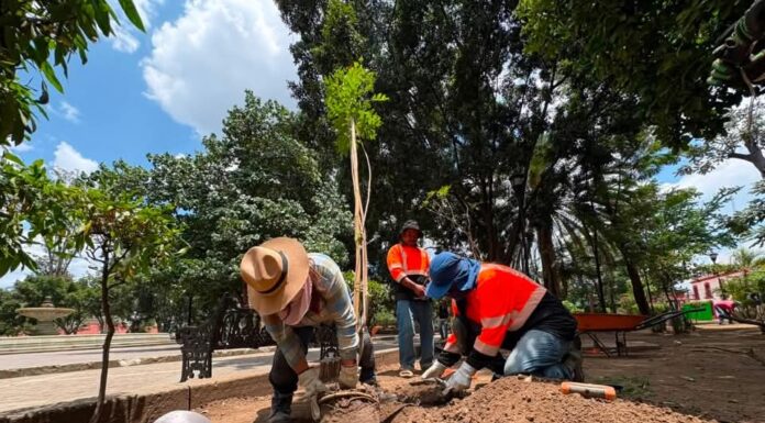 Comenzó la primera etapa de sustitución de árboles en el Paseo Juárez El Llano