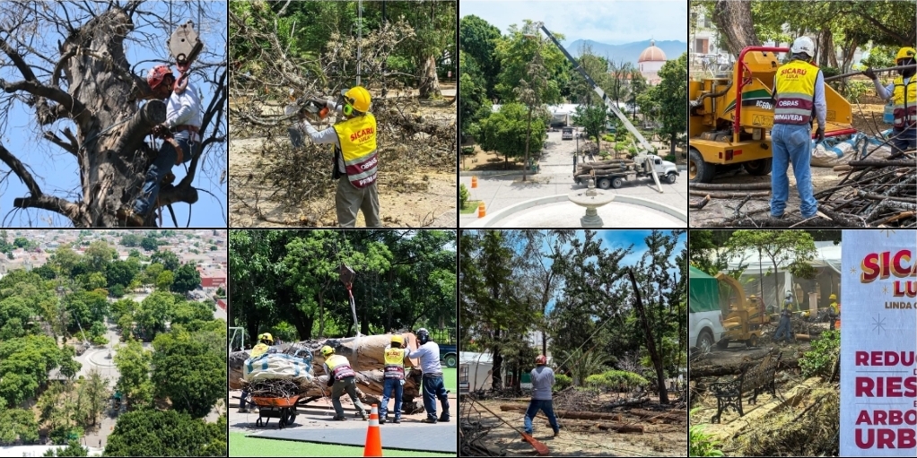 Gobierno de Oaxaca de Juarez prioriza el cuidado del arbolado del Paseo Juárez El Llano