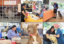 UABJO REALIZA LA QUINTA JORNADA DE LA CAMPAÑA PERRUCHÓN 2026
