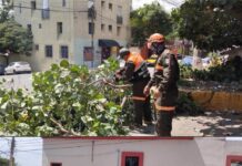 Protección Civil Municipal retira árbol caído y libera vialidad en la colonia Panorámicas del Fortín