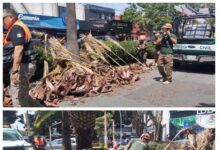 ⚠️ Atención a reporte por hojas de palmera caídas