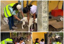 Gobierno de Oaxaca de Juárez atiende dos casos de gusano barrenador en perros