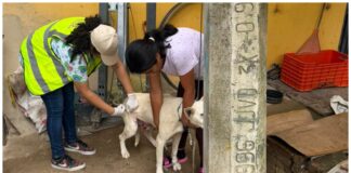 Gobierno de Oaxaca de Juárez atiende dos casos de gusano barrenador en perros