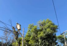 Gobierno de Oaxaca de Juárez realiza poda de árboles y retiro de un pino seco en cuatro colonias