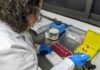 IMSS fortalece seguridad del trasplante renal con pruebas de compatibilidad entre donador y receptor
