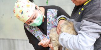 PERRUCHÓN 2026 ALCANZA SU DECIMOCTAVA JORNADA DE ESTERILIZACIONES GRATUITAS